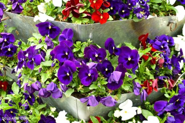  عکس گل بنفش برای پروفایل