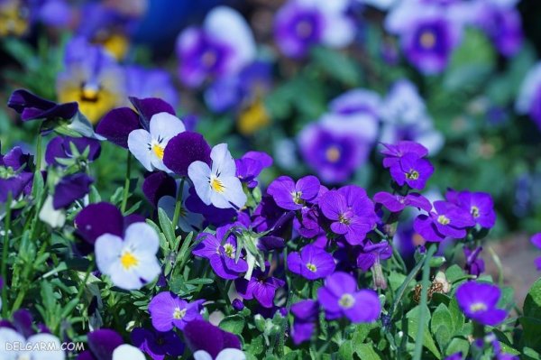  عکس گل بنفش برای پروفایل