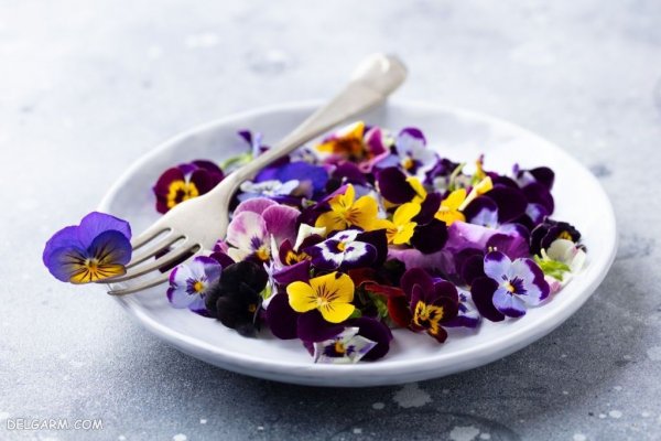  عکس گل بنفش برای پروفایل