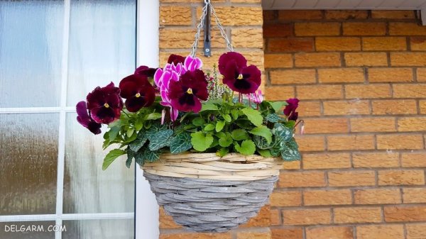  عکس گل بنفش برای پروفایل
