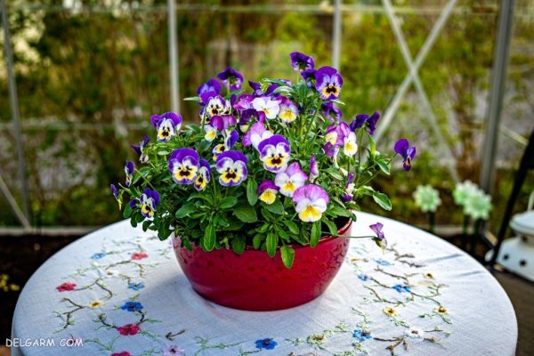  عکس گل بنفش برای پروفایل