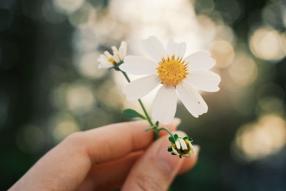  عکس گل بابونه برای پروفایل