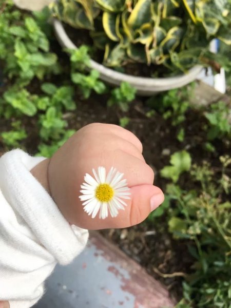  عکس گل بابونه برای پروفایل