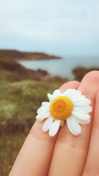  عکس گل بابونه برای پروفایل
