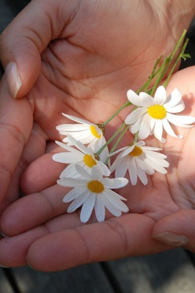  عکس گل بابونه برای پروفایل