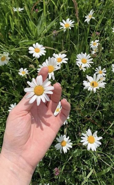  عکس گل بابونه برای پروفایل