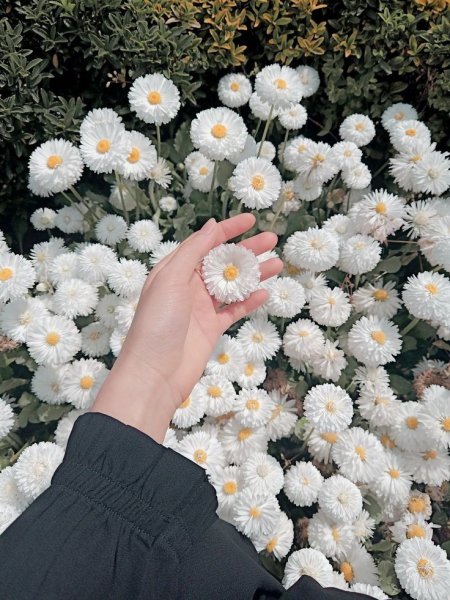  عکس گل بابونه برای پروفایل