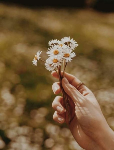  عکس گل بابونه برای پروفایل