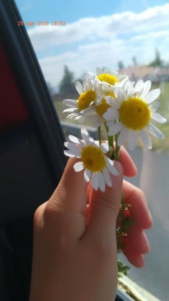  عکس گل بابونه برای پروفایل