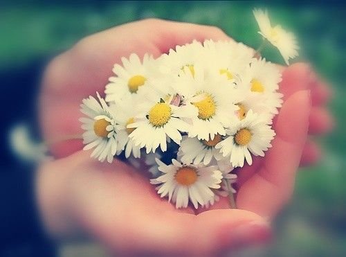  عکس گل بابونه برای پروفایل