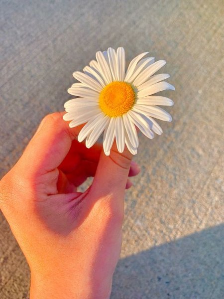 عکس گل بابونه برای پروفایل