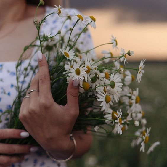  عکس گل بابونه برای پروفایل