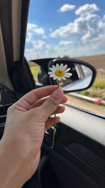  عکس گل بابونه برای پروفایل