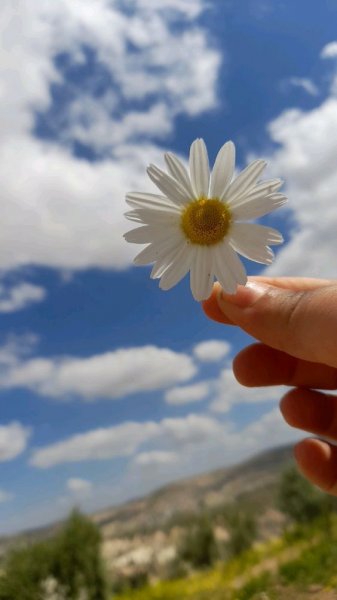  عکس گل بابونه برای پروفایل