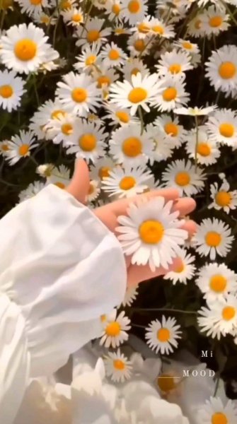 عکس گل بابونه وحشی