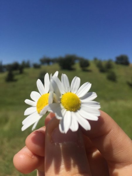  عکس گل بابونه وحشی