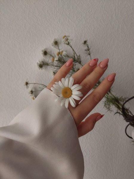  عکس گل بابونه وحشی