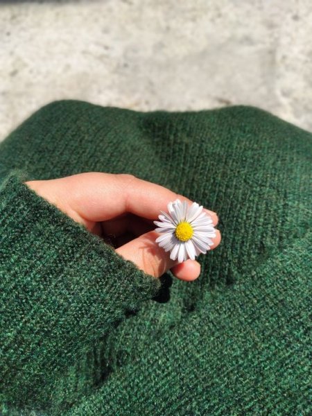 عکس گل بابونه وحشی