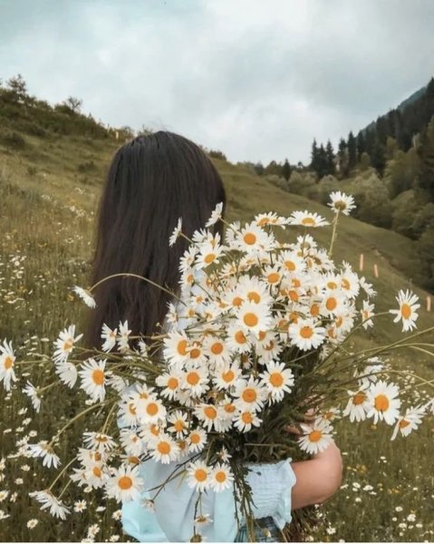  عکس گل بابونه وحشی
