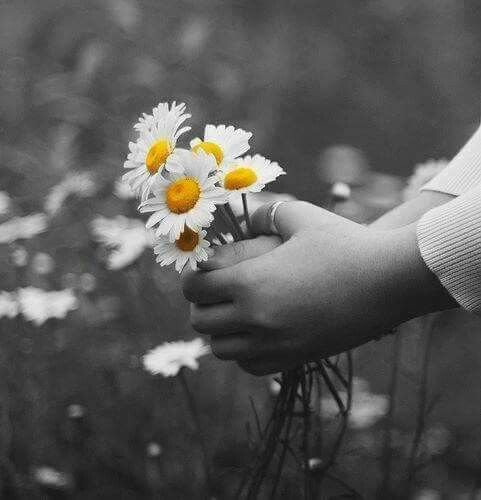  عکس گل بابونه وحشی