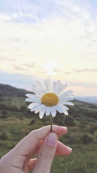  عکس گل بابونه وحشی