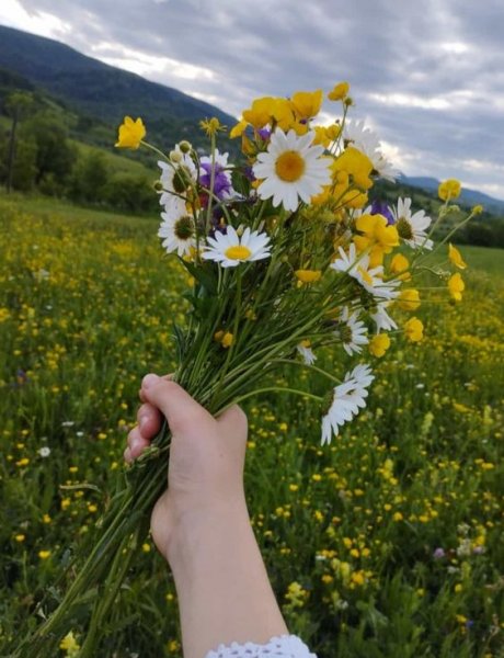  عکس گل بابونه وحشی