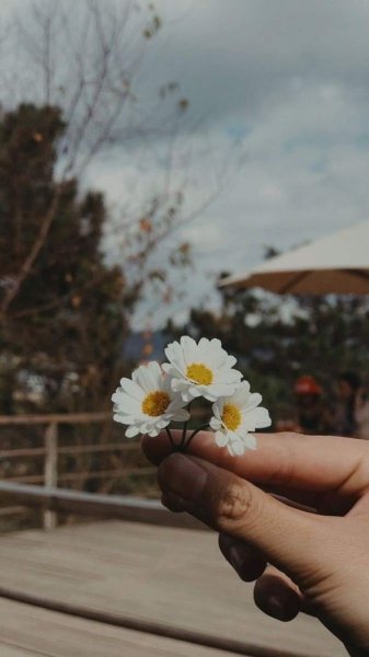  عکس گل بابونه وحشی
