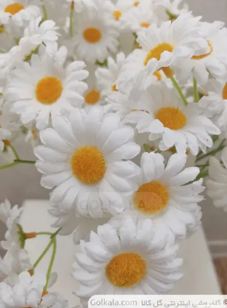  عکس انواع گل بابونه