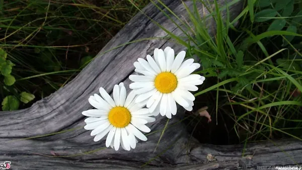  عکس انواع گل بابونه