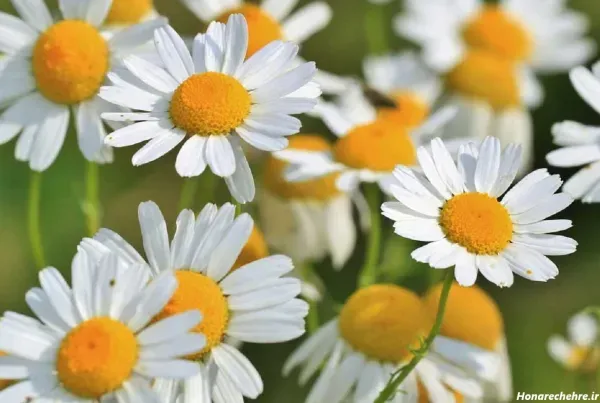  عکس انواع گل بابونه