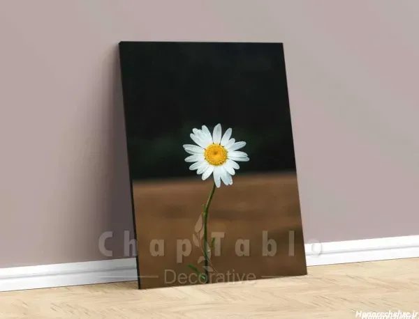  عکس انواع گل بابونه