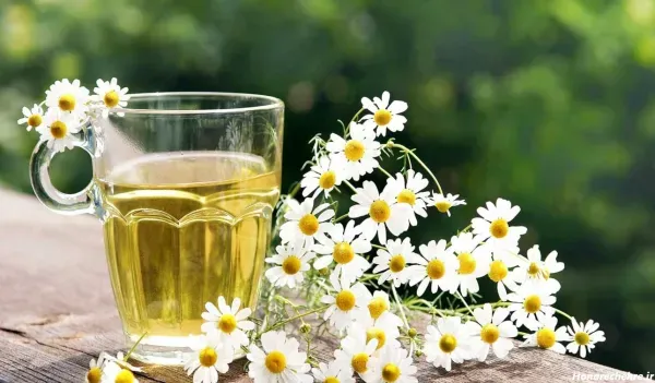  عکس انواع گل بابونه