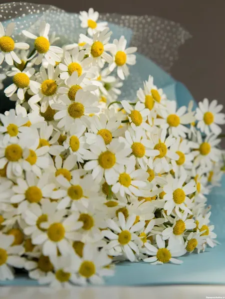  عکس انواع گل بابونه
