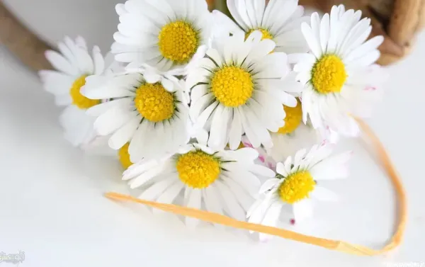  عکس انواع گل بابونه