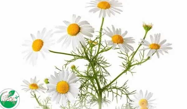  عکس انواع گل بابونه