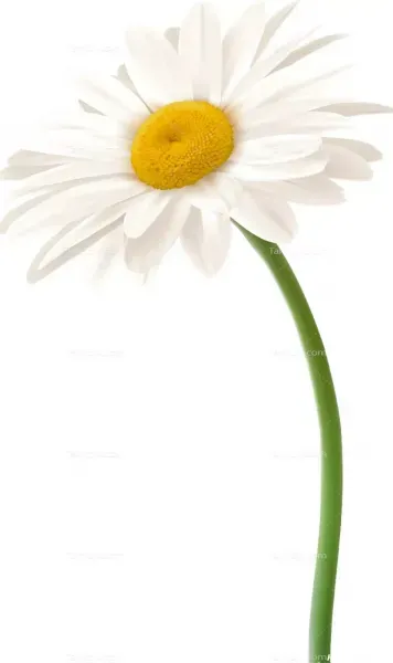  عکس انواع گل بابونه