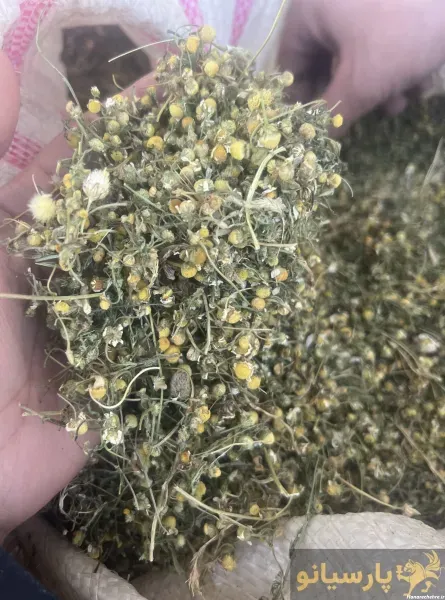  عکس انواع گل بابونه
