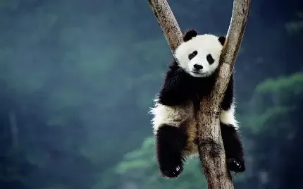  عکس خرس پاندا با نمک