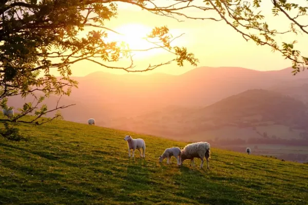  عکس گوسفند خوشگل
