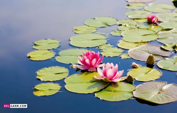 پس زمینه گل نیلوفر آبی برای لپ تاپ