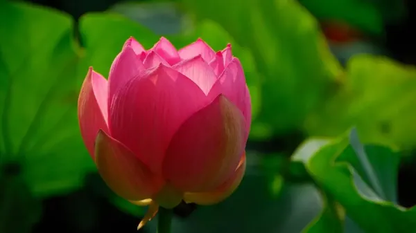  دانلود گل نیلوفر زیبا برای پروفایل