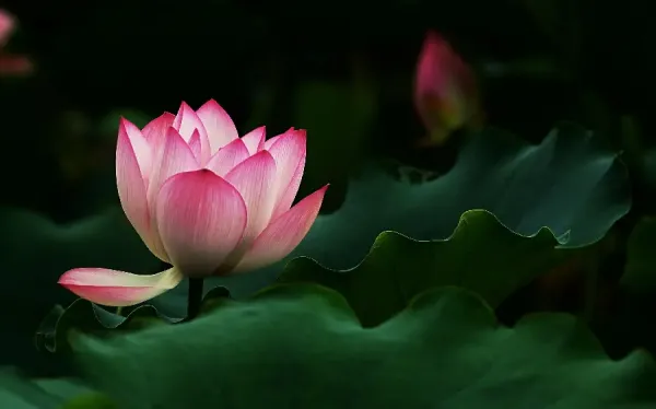  دانلود گل نیلوفر زیبا برای پروفایل
