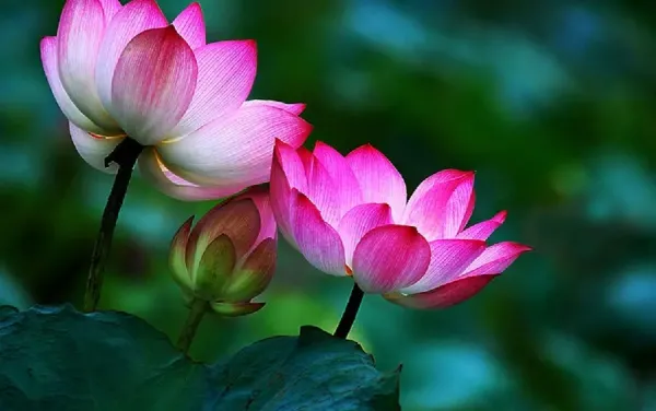  دانلود گل نیلوفر زیبا برای پروفایل