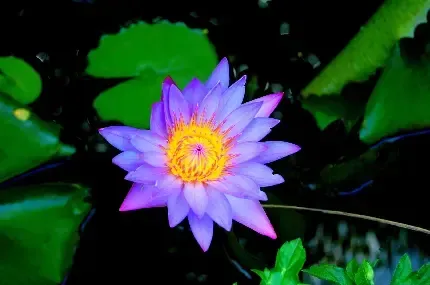  والپیپر گل نیلوفر آبی برای گوشی آیفون