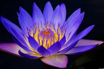  والپیپر گل نیلوفر آبی برای گوشی آیفون