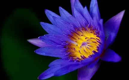  والپیپر گل نیلوفر آبی برای گوشی آیفون