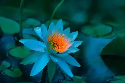 والپیپر گل نیلوفر آبی برای گوشی آیفون