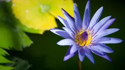  والپیپر گل نیلوفر آبی برای گوشی آیفون