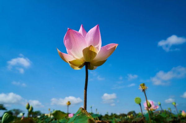  والپیپر گل نیلوفر آبی برای گوشی آیفون