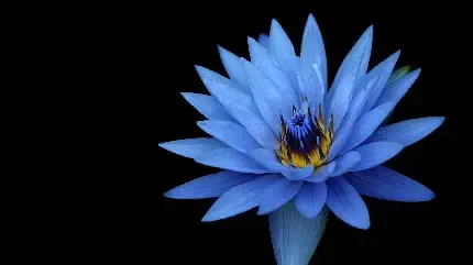  والپیپر گل نیلوفر آبی برای گوشی آیفون